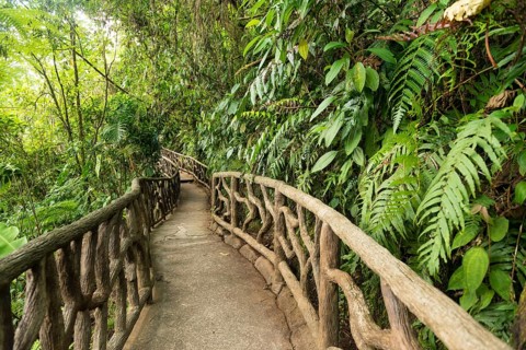 Way through dense vegetation