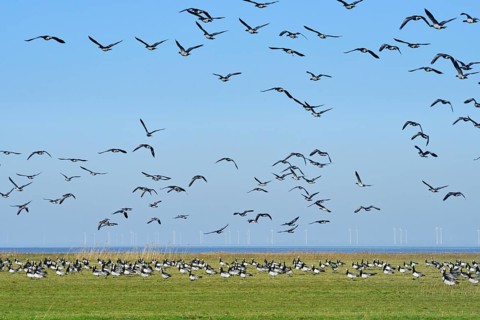 Barnacle Geese