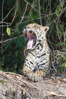 Male Jaguar