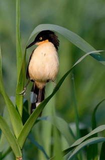 Black-capped Donacobius