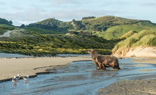 New Zealand sea lion
