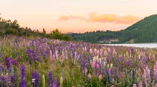 Purple Large-leaved lupines