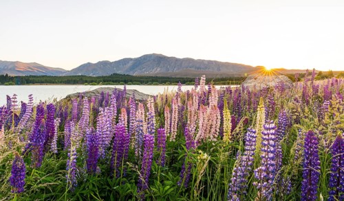 Sun shining through purple Large-leaved lupines