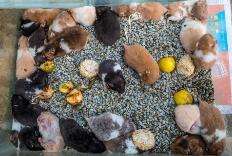 Many hamster in tight cage