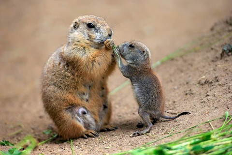 Black-tailed Prairie dogs
