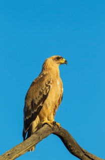 Tawny Eagle