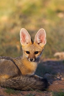 Cape Fox