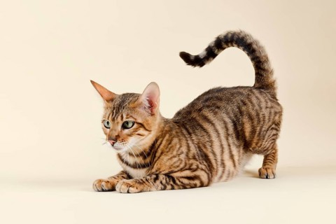 Breedcat Toyger