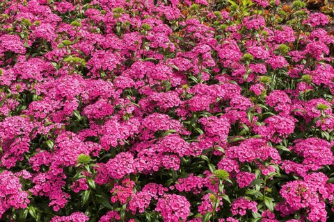 Jolt Pink