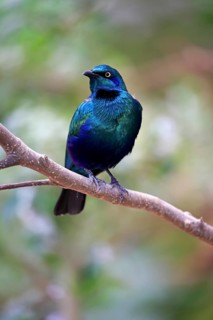 Greater blue-eared European Starlingling