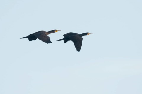 Great cormorants