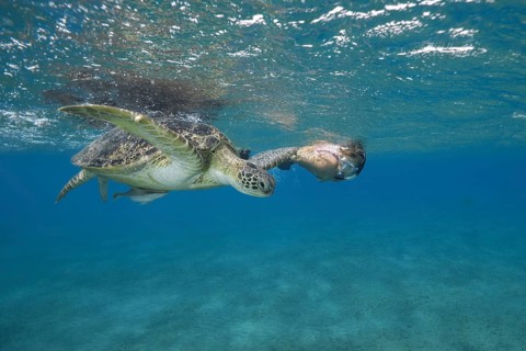 Woman with mask and fins swims with Green Sea Turtle