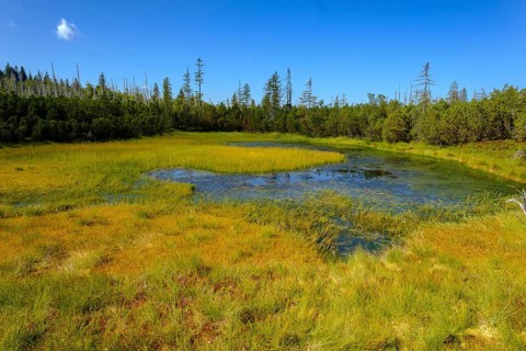 Moorland