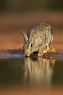 Eastern Cottontail