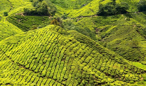 Tea plantations