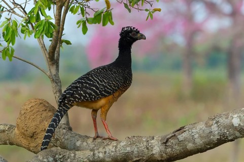 Male Bare-faced Curassow