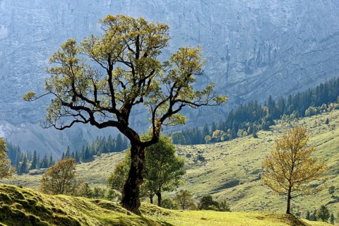 Grosser Ahornboden