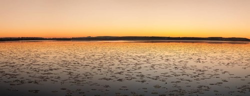 Nature reserve Federsee lake at sunrise