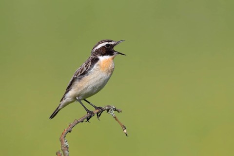 Whinchat