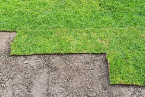 Laying turf rolls