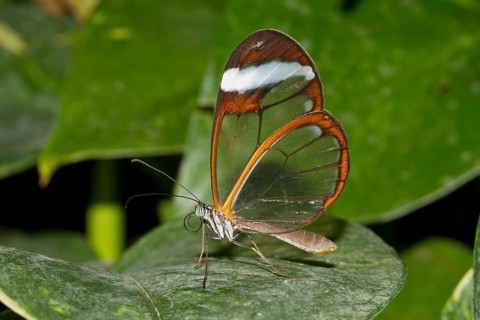 Glasswing