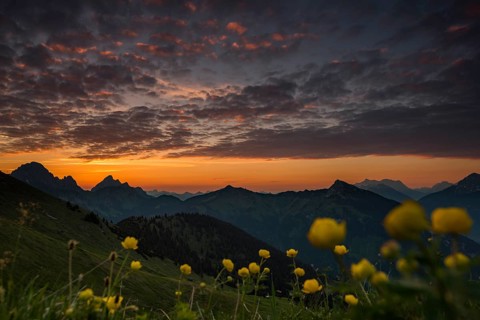Sunrise behind meadow with Globeflowers