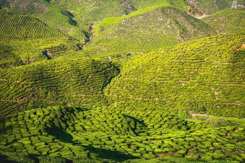 Hilly landscape with tea plantations