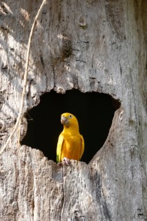 Golden parakeet or golden conure