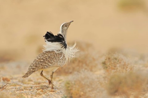 Mating Houbara bustard