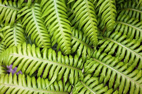 hard-fern
