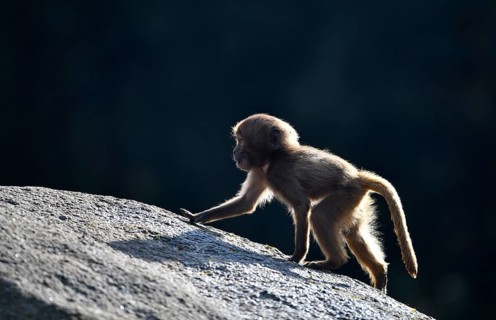 Gelada