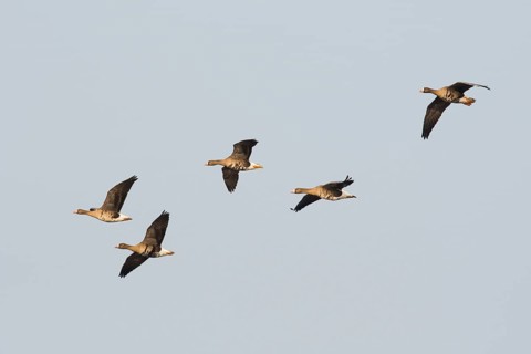 Greater white-fronted geese