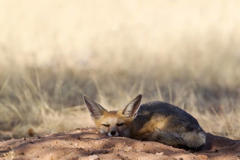 Cape Fox