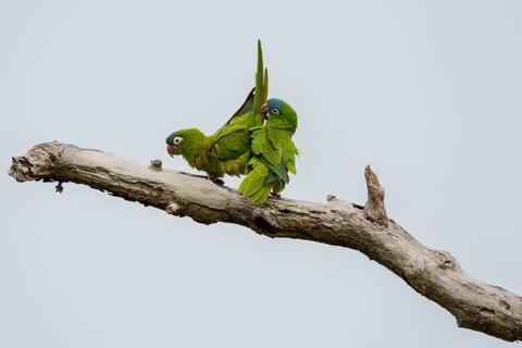 Blue-crowned Parakeets or