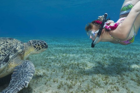 Woman with mask and fins snorkling with Green Sea Turtle