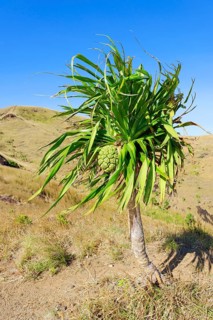 Yucca palm