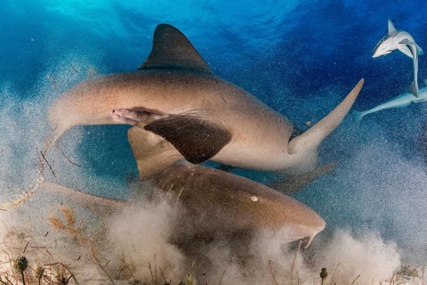 Nurse sharks