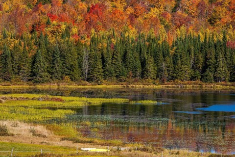 Mixed forest