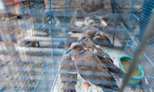 Cage with pigeons