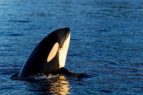 Orca