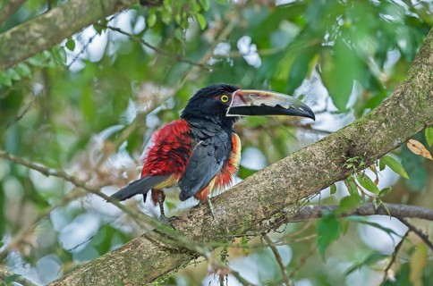Fiery-billed Aracari