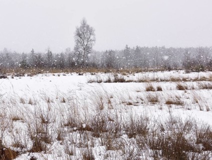 Dense snowfall