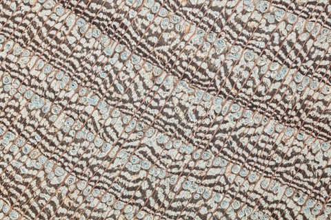 Photomicrograph