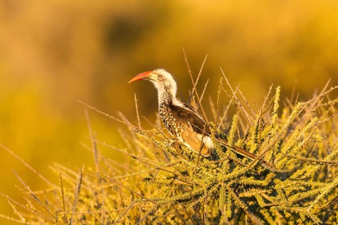 Red-billed hornbill