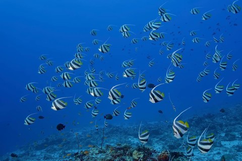 School of Schooling bannerfish