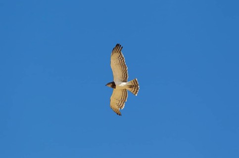 Black-chested Snake Eagle