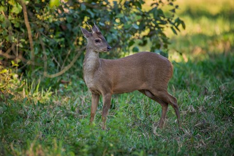 Red brocket