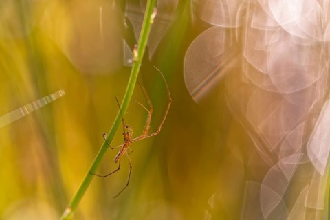 Common Stretch-spider