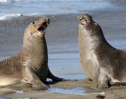 Northern Elephant Seal