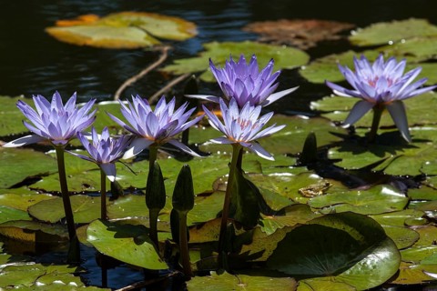 Cape blue water lilies